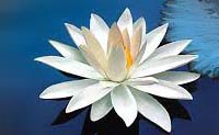 White Lotus